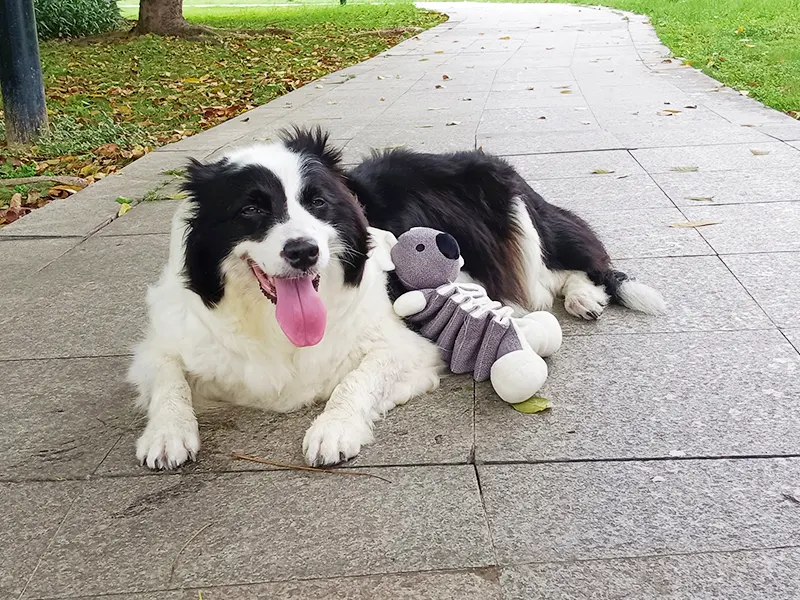 De ce câinii iubesc animalele de pluș?