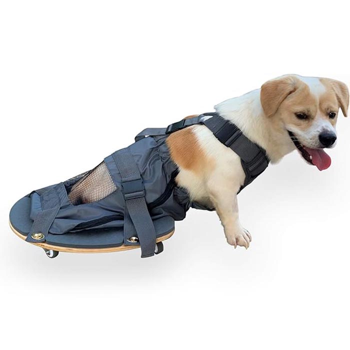 Scooter de paralizie pentru animale de companie - un instrument esențial pentru proprietarii de animale de companie