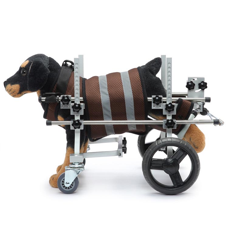 Cum să mențineți un câine cu handicap activ printr -un scaun cu rotile pentru animale de companie cu handicap sau alte mijloace?